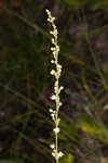 Florida beargrass